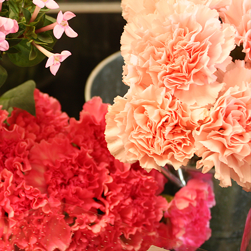 カーネーション｜取扱い季節商品（生花/切り花/苗/鉢植え販売）｜GardenRose フラワーショップ ｜足立区/台東区/江戸川区/江東区 移動販売・イベント出店・定期配達