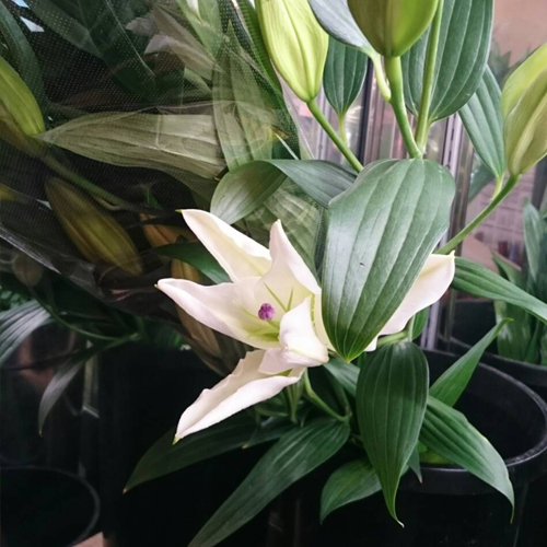 オリエンタルユリ｜取扱い季節商品（生花/切り花/苗/鉢植え販売）｜GardenRose フラワーショップ ｜足立区/台東区/江戸川区/江東区 移動販売・イベント出店・定期配達